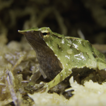Daily Dive # 187 | Rescuing Darwin’s Frogs From Extinction